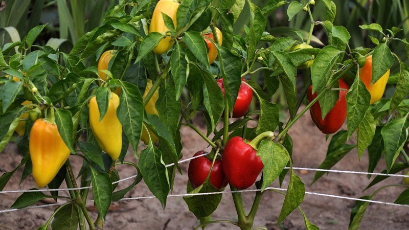 Pflege und Anbau von Paprika im Gewächshaus: Schritt-für-Schritt-Anleitung für unerfahrene Gärtner