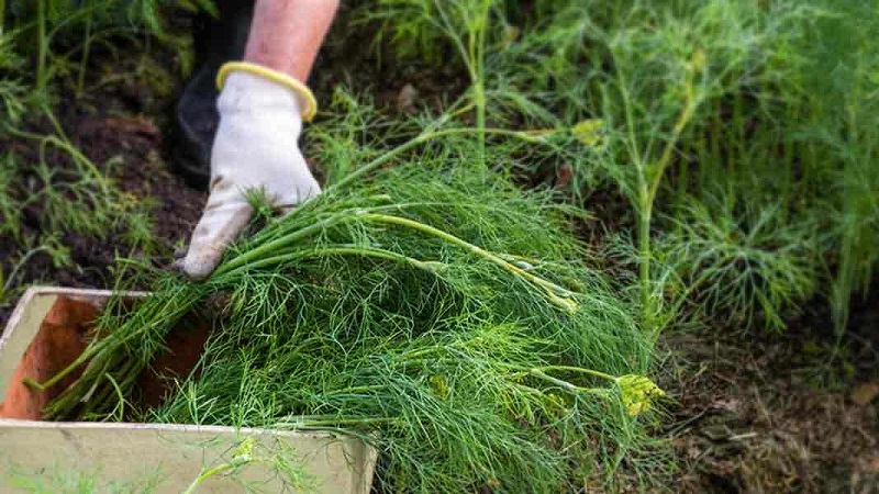 Dill wächst schlecht - wie man für eine gute Ernte füttert und wie man es richtig macht