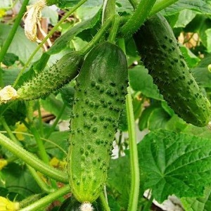 Erntemischling von Mirabella-Gurken für Gewächshäuser und Freiflächen