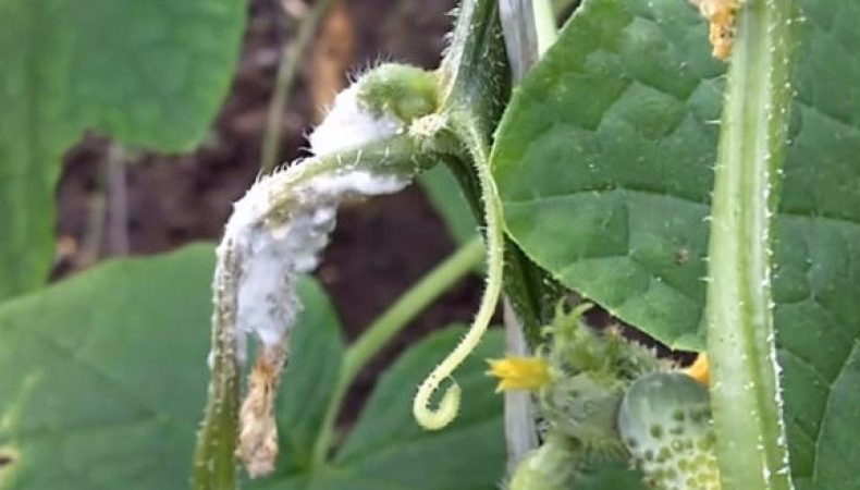 Vyaznikovskie Gurkensorte - unvergleichlich frisch und gut für die Winterernte