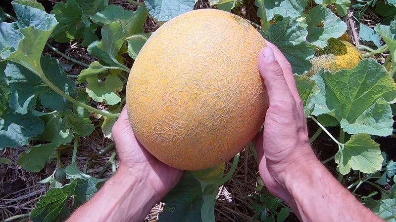 Anleitung zum Anbau von Melonen in Sibirien auf freiem Feld für Anfängergärtner