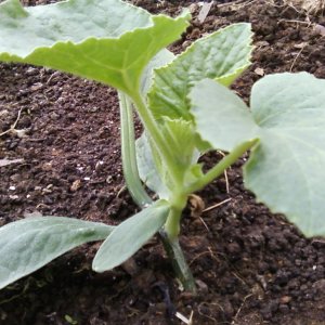 Anleitung zum Anbau von Melonen in Sibirien auf freiem Feld für Anfängergärtner