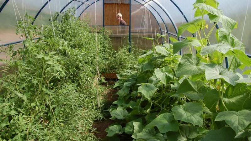 Ist es möglich, Gurken und Tomaten zusammen im selben Polycarbonat-Gewächshaus anzubauen?