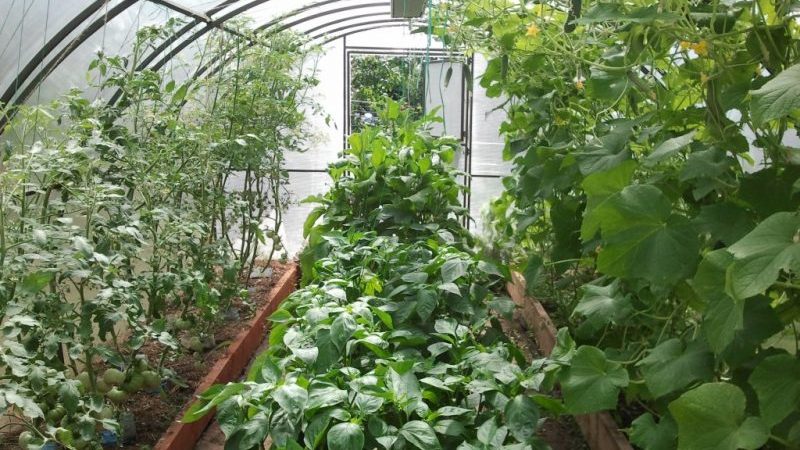 Ist es möglich, Gurken und Tomaten zusammen im selben Polycarbonat-Gewächshaus anzubauen?