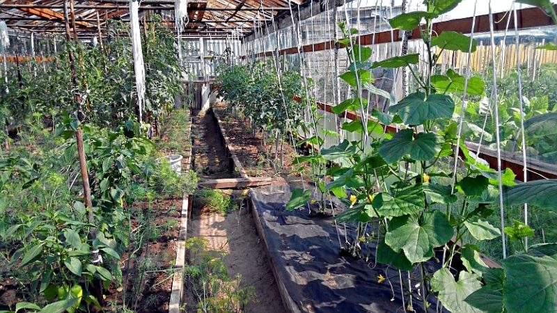 Ist es möglich, Gurken und Tomaten zusammen im selben Polycarbonat-Gewächshaus anzubauen?