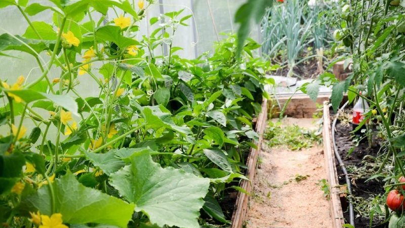 Ist es möglich, Gurken und Tomaten zusammen im selben Polycarbonat-Gewächshaus anzubauen?