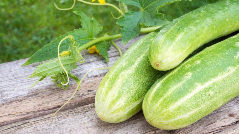 Ein köstliches Rezept für den Winter aus überwachsenen Gurken: Methoden zum Einlegen