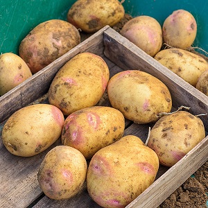 Kartoffelsorte Limonka: Beschreibung, Eigenschaften und Bewertungen