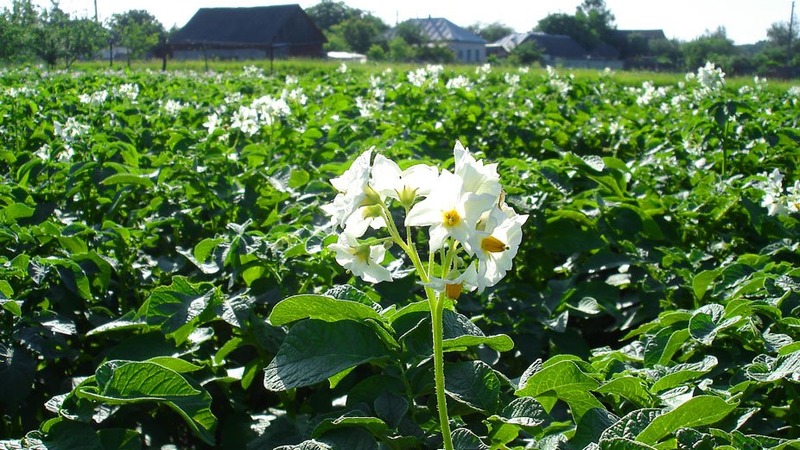 Zwischensaison Tischkartoffelsorte Volat