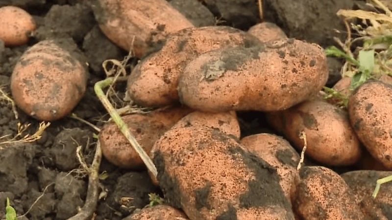 Unprätentiöse Kartoffelsorte Am frühen Morgen: Auch Anfänger können wachsen