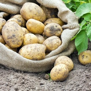 Mittelfrühresistente Satina-Kartoffelsorte, deren Wachstum nicht viel Aufwand erfordert