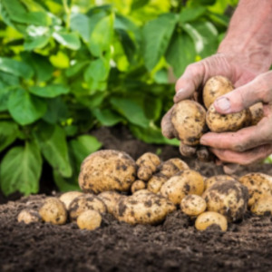 Mittelfrühresistente Satina-Kartoffelsorte, deren Wachstum nicht viel Aufwand erfordert