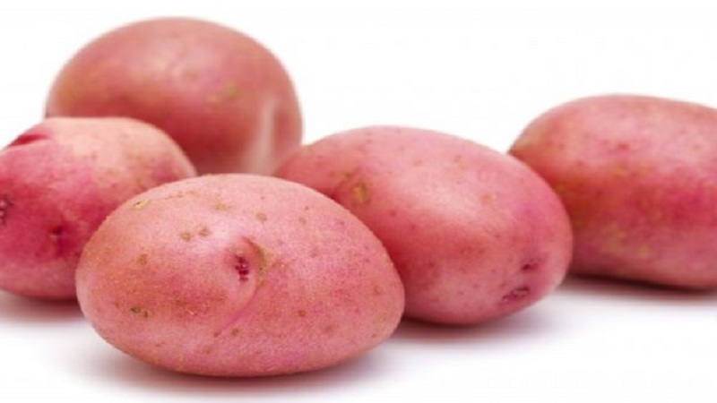 Early maturing, frost-resistant potato variety Rosalind