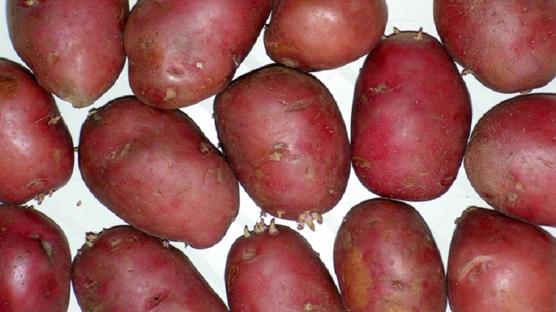 Early maturing, frost-resistant potato variety Rosalind