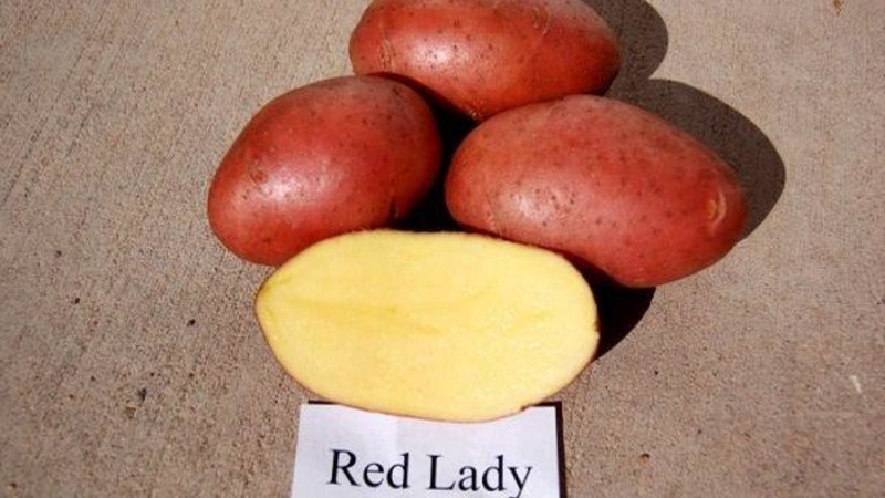 Früh reifende dürreresistente Kartoffelsorte Red Lady für lange Lagerung