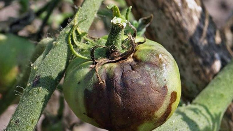 Wir bekämpfen die beliebte Tomatenkrankheit mit Volksmethoden: Wie man Tomaten mit Jod aus der Spätfäule behandelt