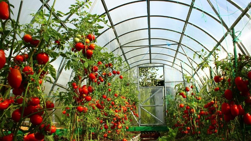 Wir bekämpfen die beliebte Tomatenkrankheit mit Volksmethoden: Wie man Tomaten mit Jod aus der Spätfäule behandelt