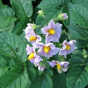 Mittlere frühe Kartoffelsorte Hübsch mit erstaunlichem Geschmack