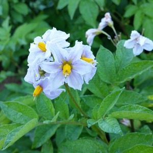 Mittlere frühe Kartoffelsorte Hübsch mit erstaunlichem Geschmack