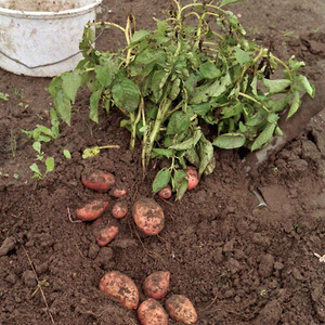 Mittlere frühe Kartoffelsorte Hübsch mit erstaunlichem Geschmack