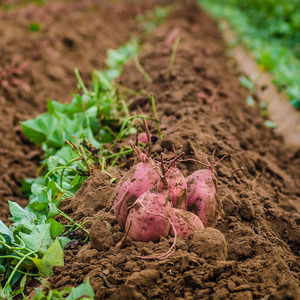 Mittlere frühe Kartoffelsorte Hübsch mit erstaunlichem Geschmack