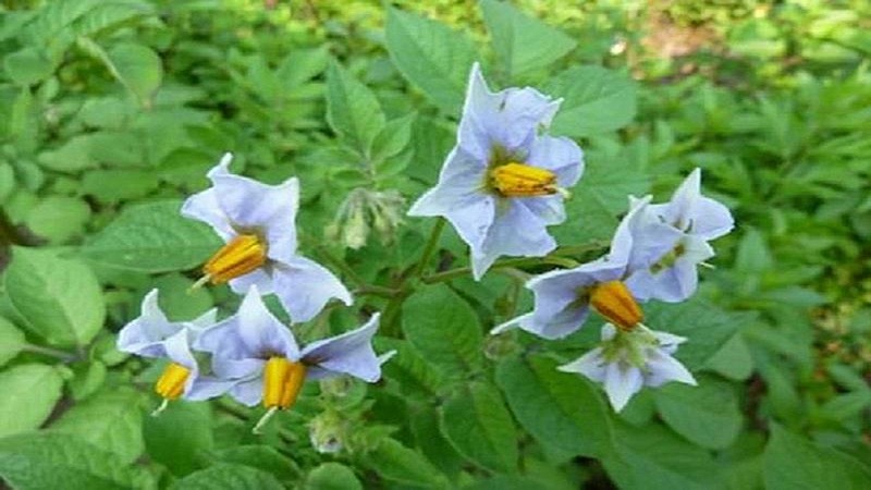 Lebensfähige Kartoffelsorte Blau mit erstaunlichem Geschmack