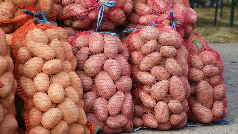 Eine robuste Kartoffelsorte Lapot hat keine Angst vor schlechtem Wetter