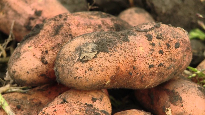 Eine robuste Kartoffelsorte Lapot hat keine Angst vor schlechtem Wetter