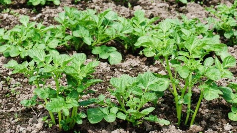 Eine robuste Kartoffelsorte Lapot hat keine Angst vor schlechtem Wetter