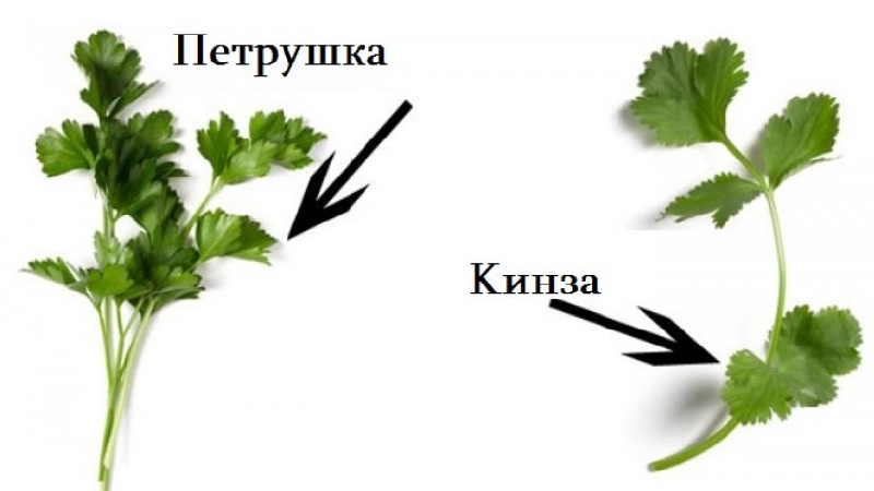 Wie man Koriander von Petersilie unterscheidet