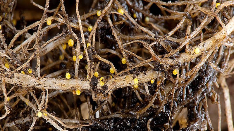 Was ist ein Kartoffelnematode und wie geht man damit um?