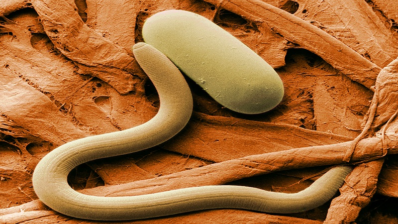 Was ist ein Kartoffelnematode und wie geht man damit um?