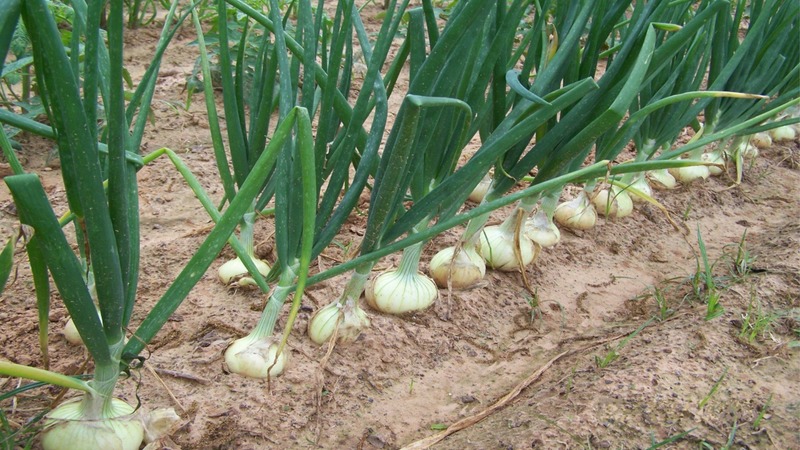 Zwiebeln vor dem Winter pflanzen: Kann man nach Karotten pflanzen?