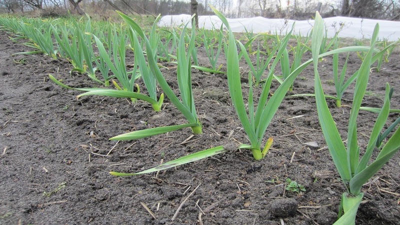 Zwiebeln vor dem Winter pflanzen: Kann man nach Karotten pflanzen?