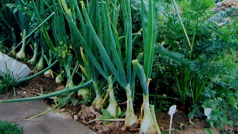 Zwiebeln vor dem Winter pflanzen: Kann man nach Karotten pflanzen?