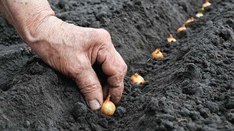 Zwiebeln vor dem Winter pflanzen: Kann man nach Karotten pflanzen?