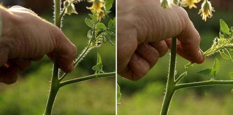 Wir formen die Büsche richtig: machen verkümmerte Tomaten Stiefkind und welche Sorten benötigen diese Stufe nicht