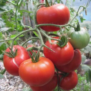 Wir formen die Büsche richtig: machen verkümmerte Tomaten Stiefkind und welche Sorten benötigen diese Stufe nicht