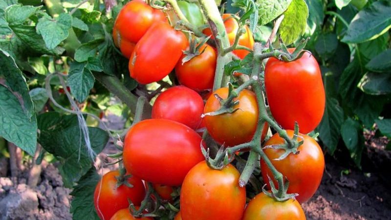 Wir formen die Büsche richtig: machen verkümmerte Tomaten Stiefkind und welche Sorten benötigen diese Stufe nicht