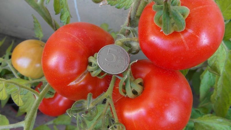 Wir formen die Büsche richtig: machen verkümmerte Tomaten Stiefkind und welche Sorten benötigen diese Stufe nicht