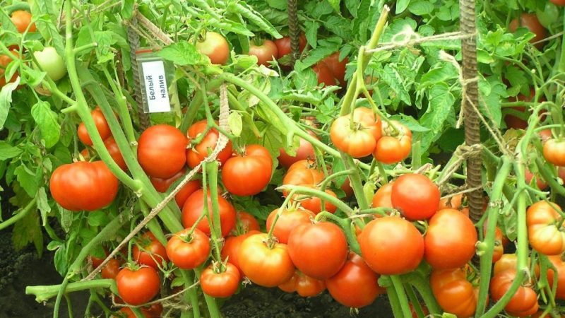 Wir formen die Büsche richtig: machen verkümmerte Tomaten Stiefkind und welche Sorten benötigen diese Stufe nicht