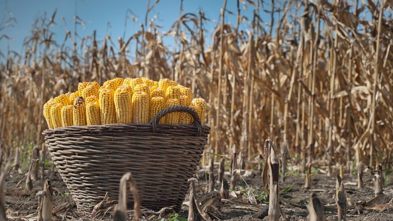 Wie Mais wächst: Fotos und Wachstumsphasen, Ratschläge von erfahrenen Landwirten