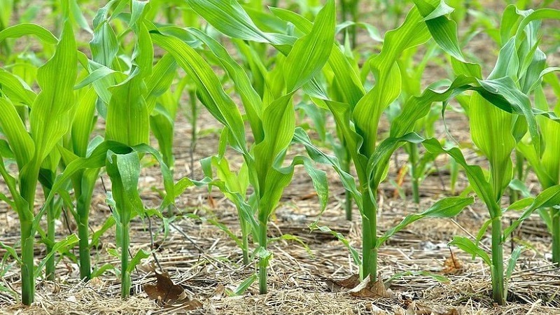 Wie Mais wächst: Fotos und Wachstumsphasen, Ratschläge von erfahrenen Landwirten