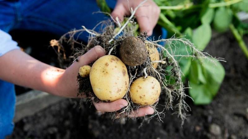 Effektive Schädlingsbekämpfung: Wie man einen Drahtwurm in einem Kartoffelbeet loswird