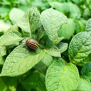 Früh reifende Kartoffelsorte Nandina mit guter Haltbarkeit