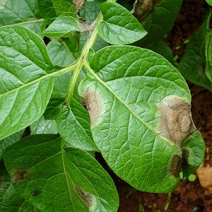 Früh reifende Kartoffelsorte Nandina mit guter Haltbarkeit