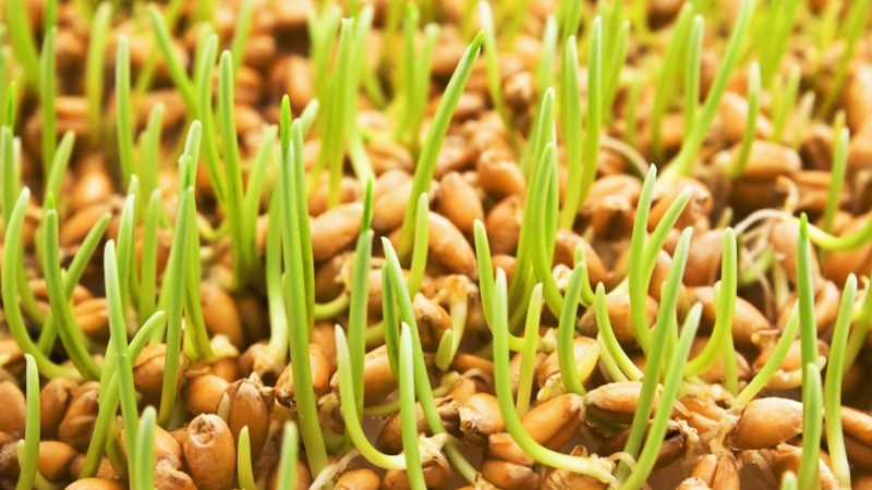 Maximaler Nutzen in einem Glas: Wir bereiten Weizengrassaft richtig zu und trinken ihn