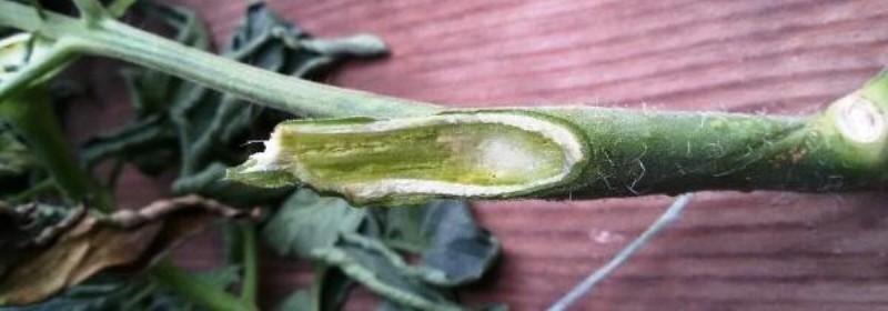 Was sind die Krankheiten der Tomaten im Gewächshaus und der Kampf gegen sie