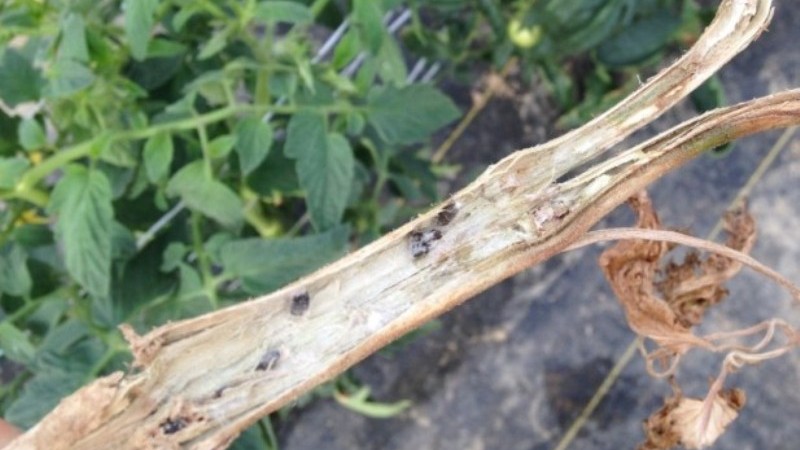 Was sind die Krankheiten der Tomaten im Gewächshaus und der Kampf gegen sie