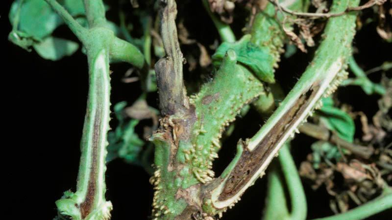 Was sind die Krankheiten der Tomaten im Gewächshaus und der Kampf gegen sie